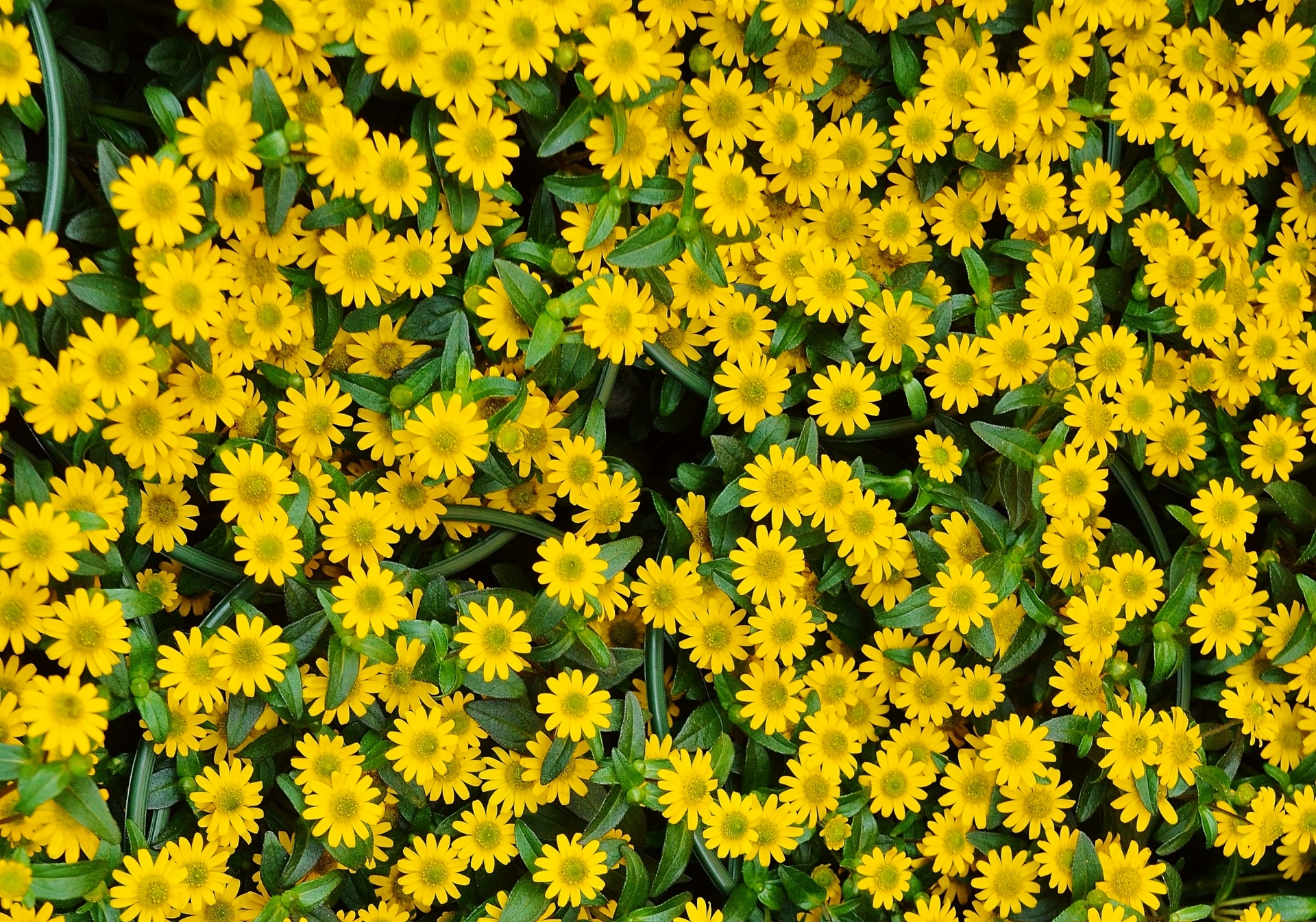 Yellow Flowers Blossoms Nature