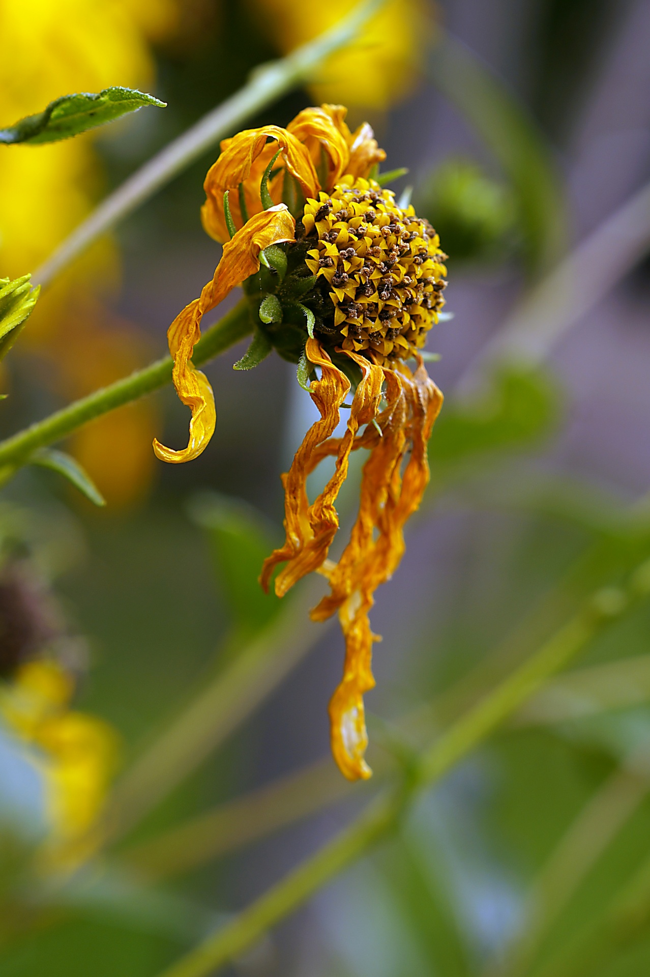 Yellow flowering perennial Helianthus tuberosus Jerusalem Artichoke
