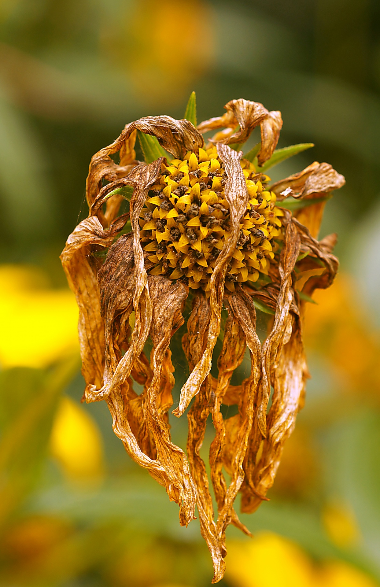 Yellow Jerusalem Artichoke Flower Faded