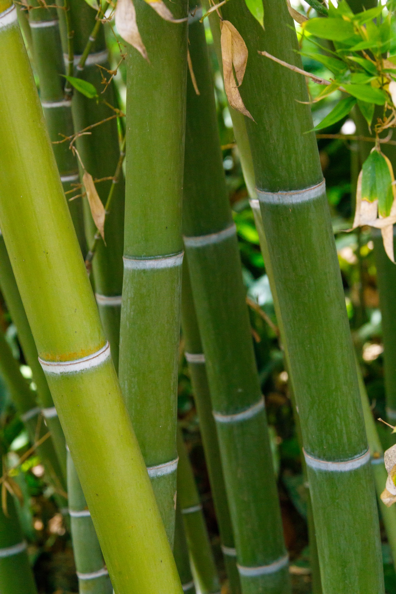 Green Bamboo Free Stock Photo Public Domain Pictures