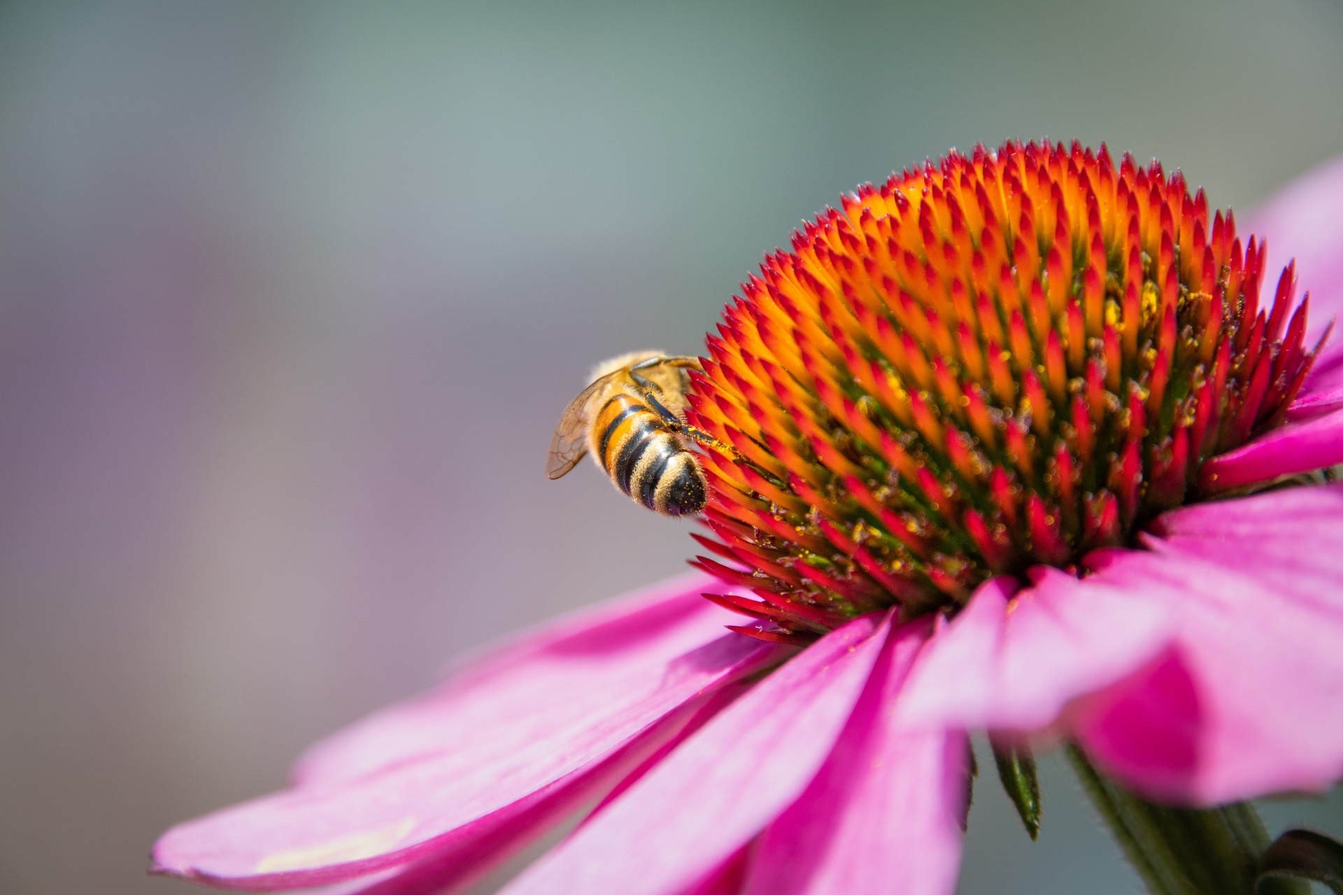 Honey Bee, Insect, Coneflower