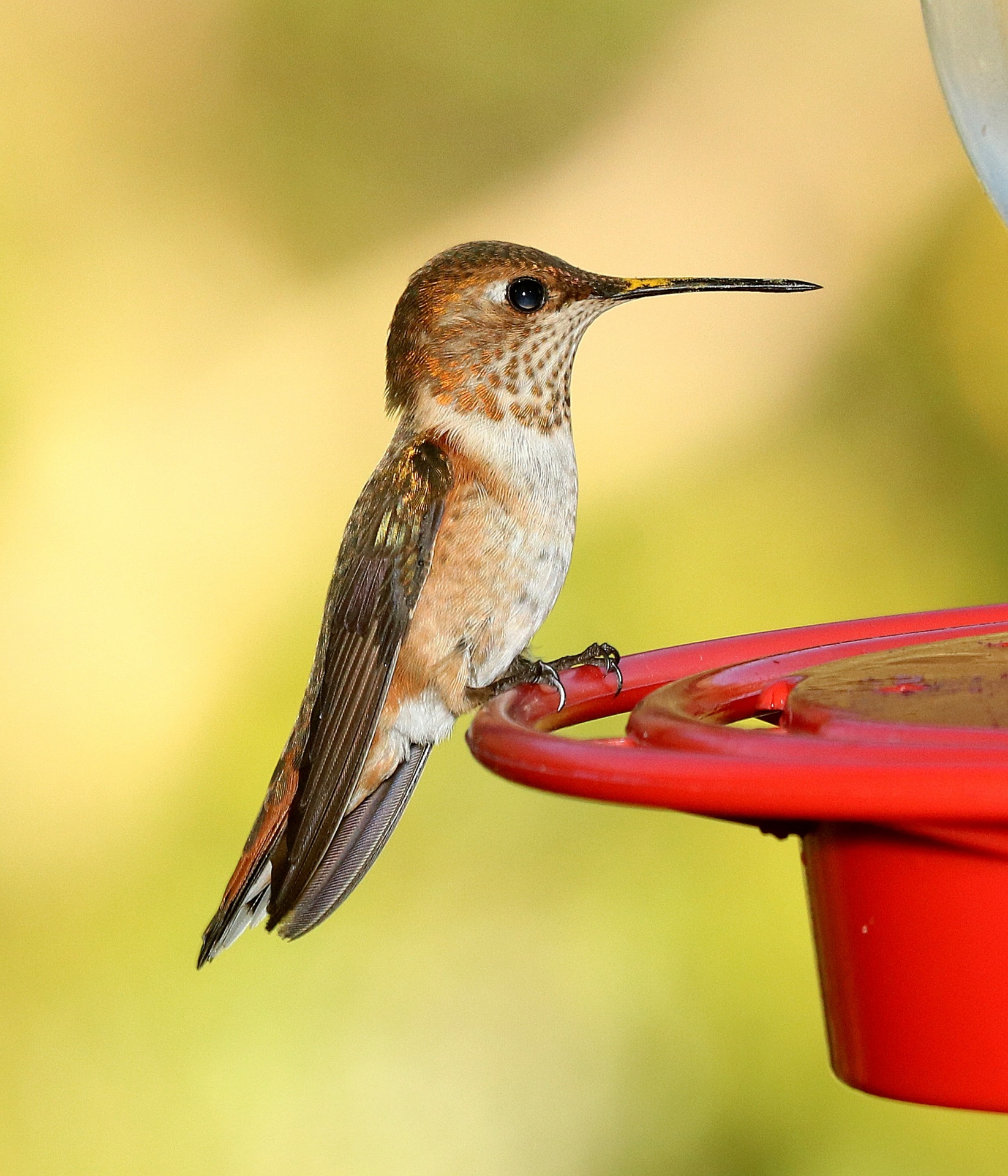 Hummingbird Free Stock Photo Public Domain Pictures