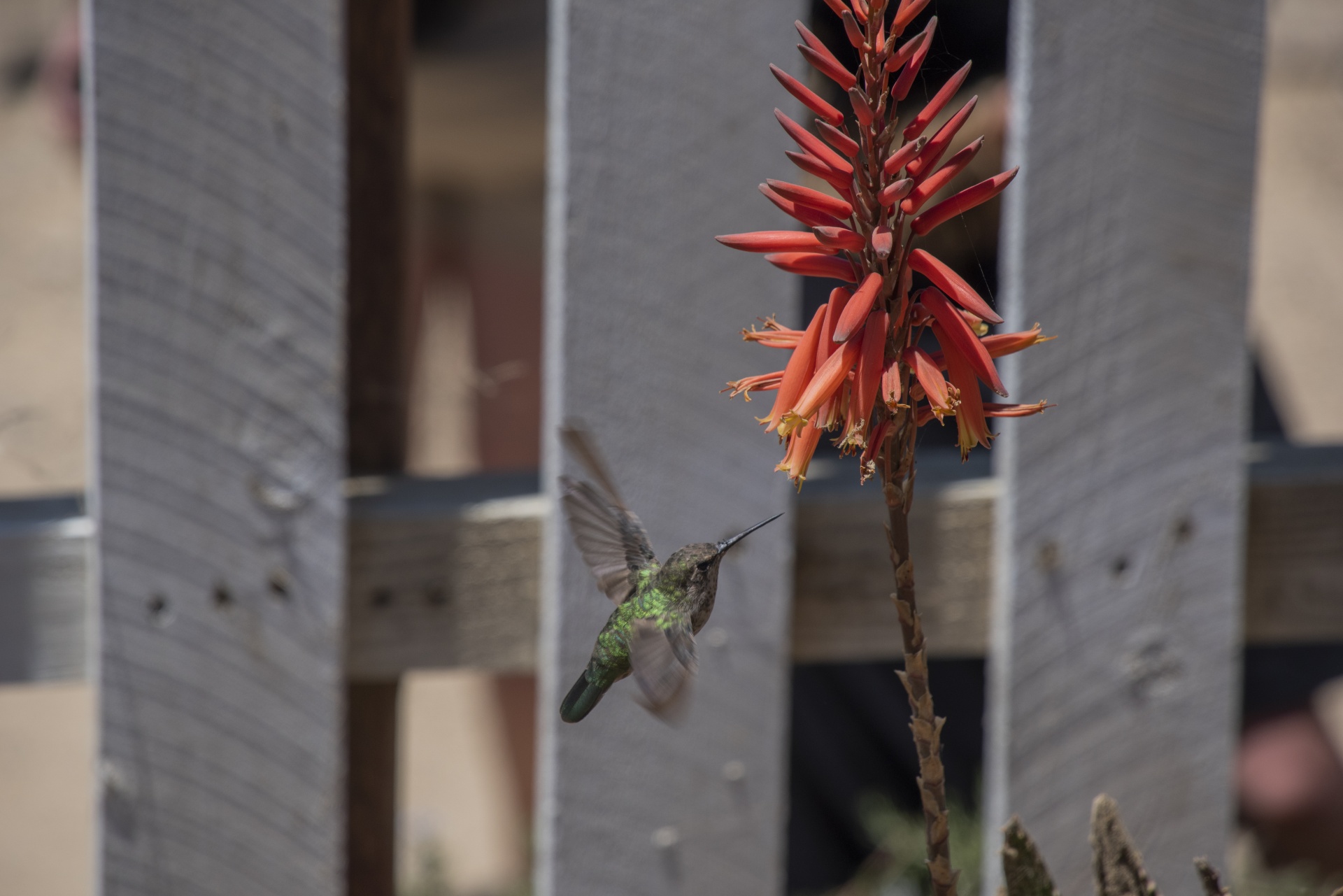 Hummingbird Flying Toward Flower