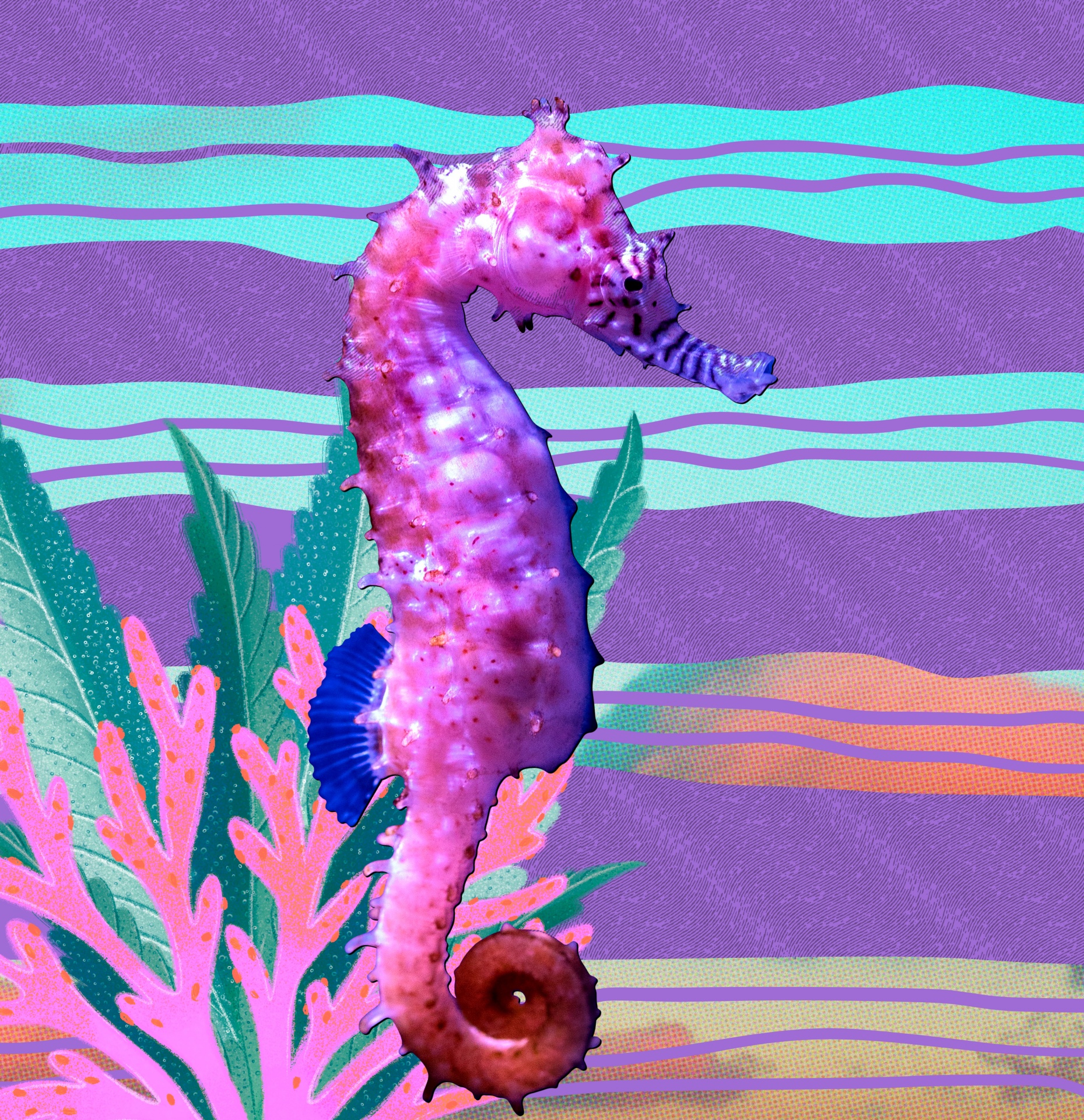 Seahorse Photocollage