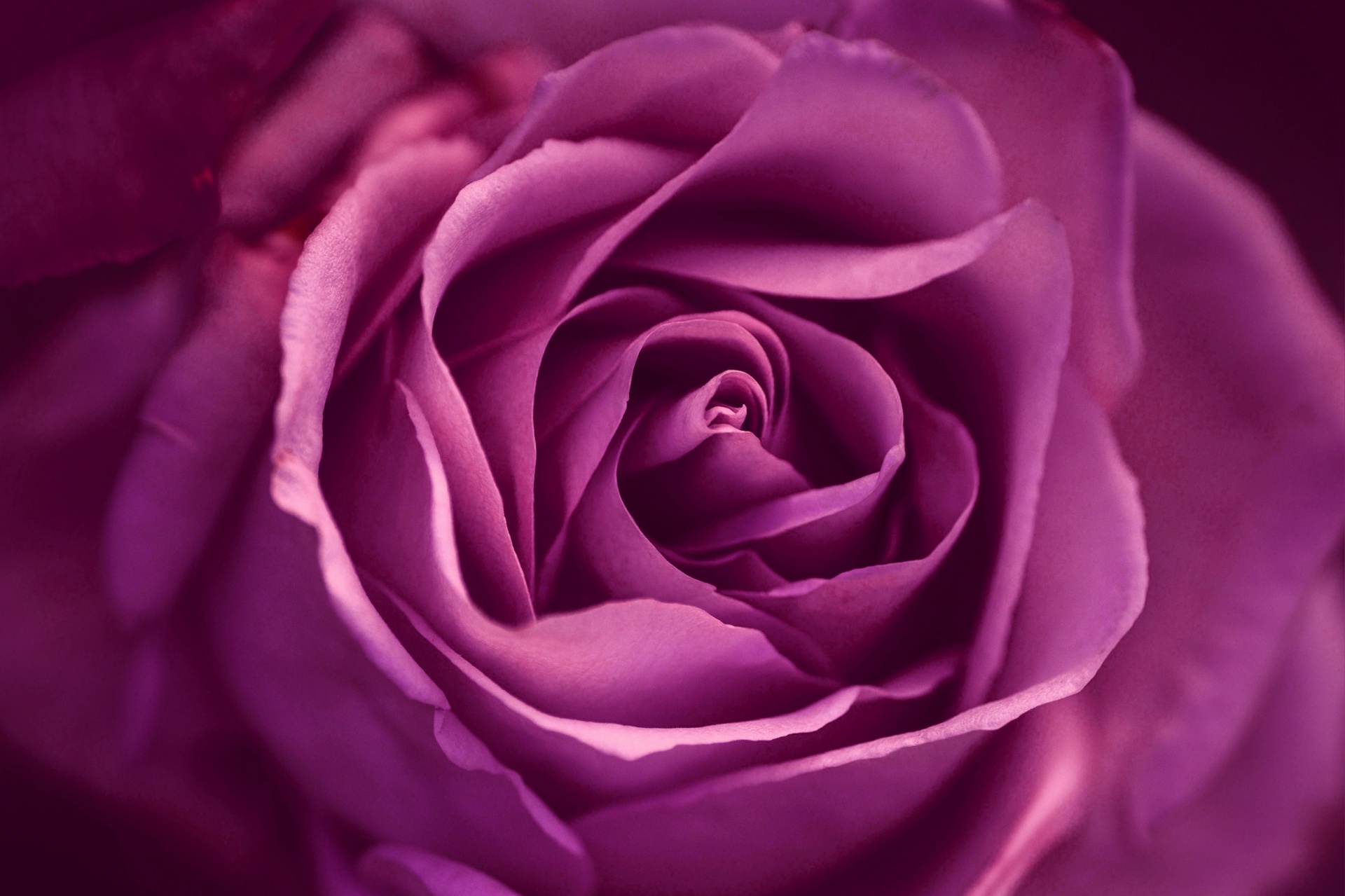Rose Blossom Flower Pink