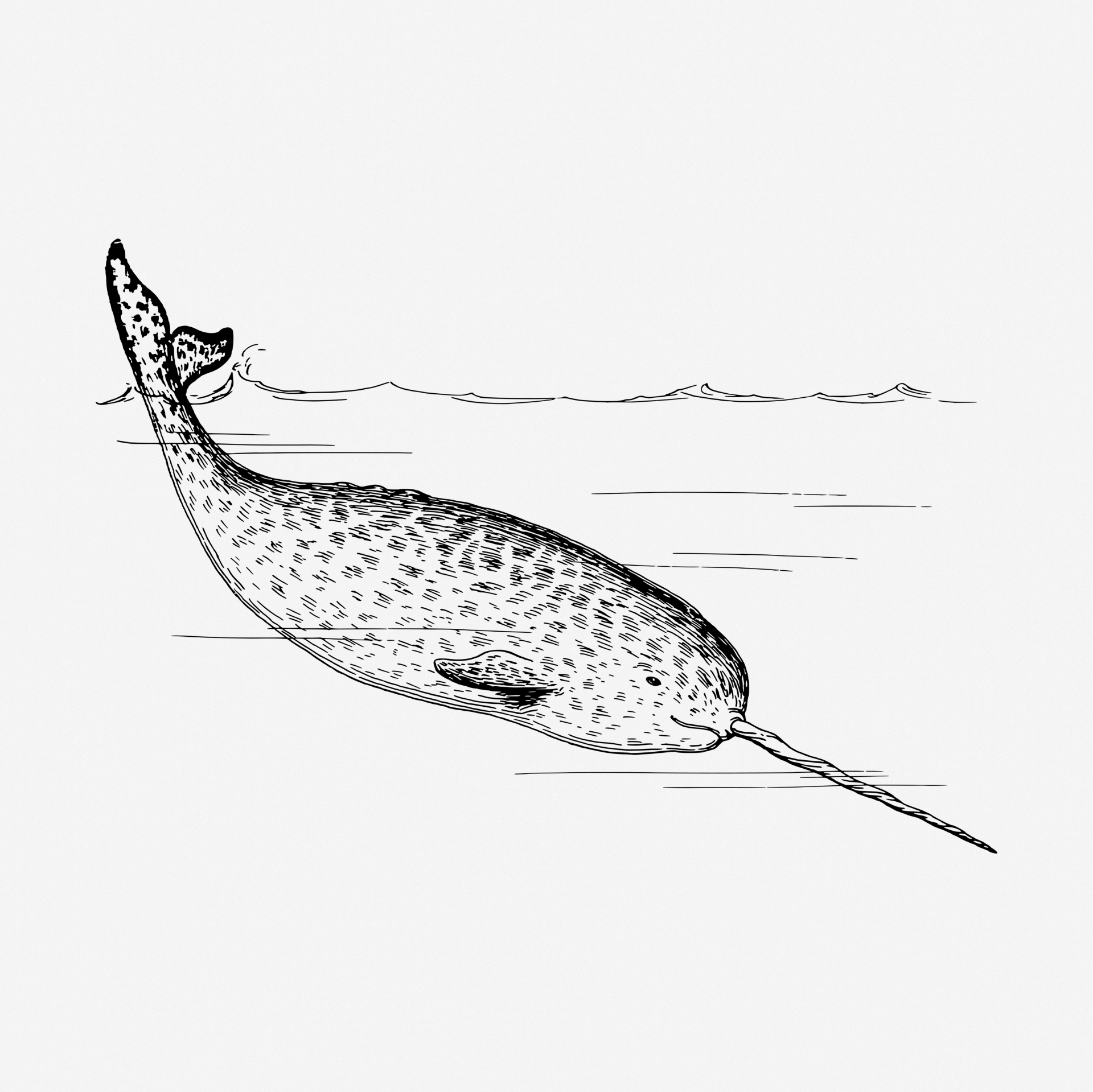 narwhal-whale-vintage-clipart-free-stock-photo-public-domain-pictures