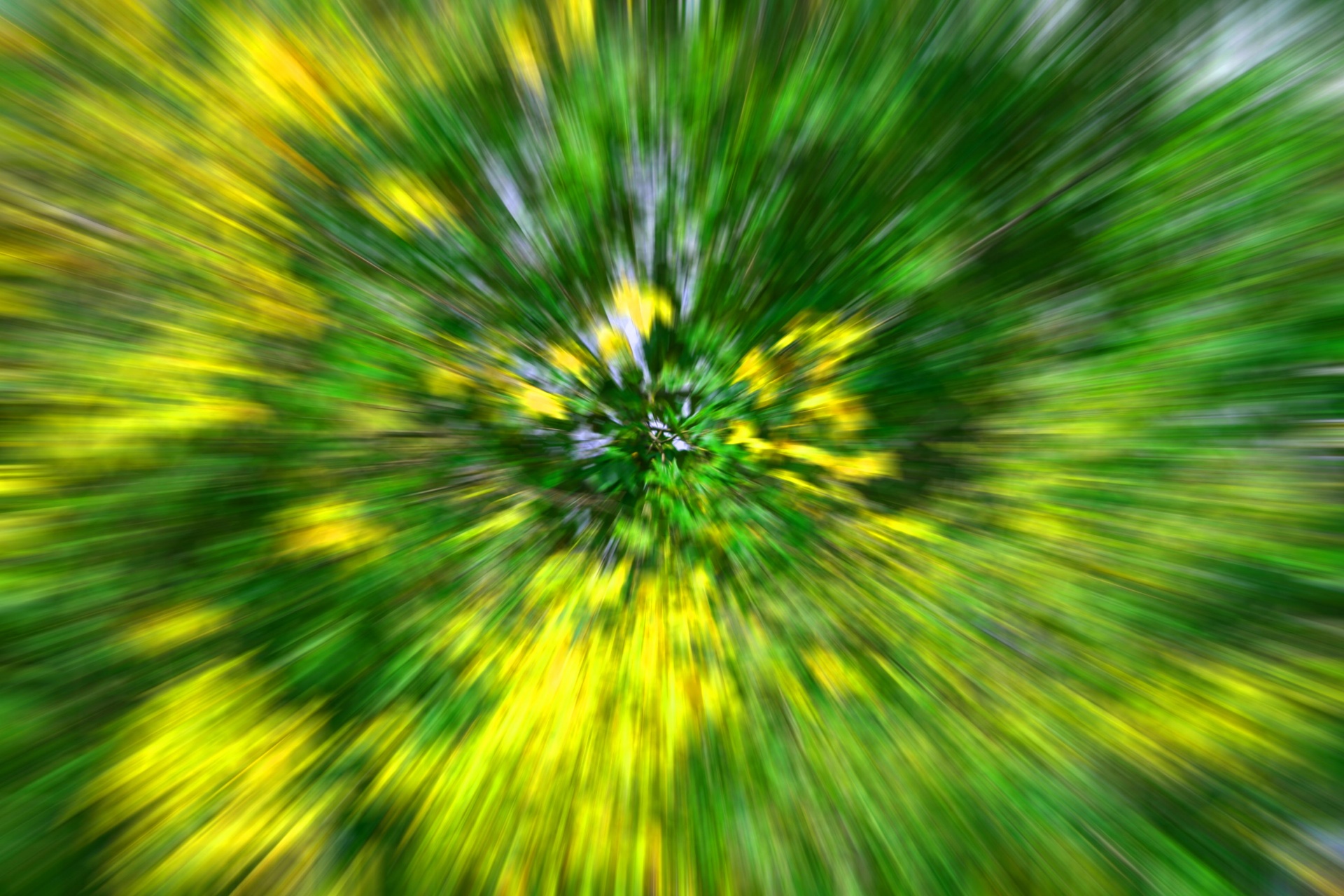 Yellow And Green Foliage Zoom Burst