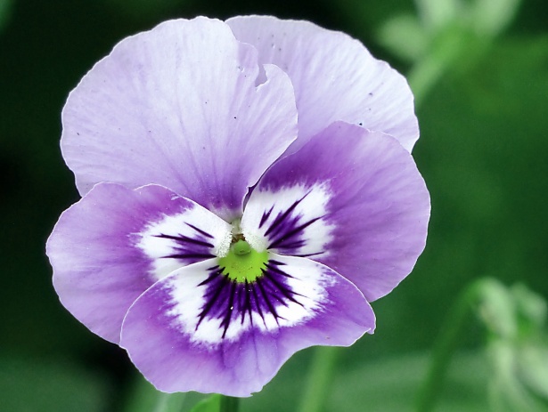 Pensamiento de flor azul flor Stock de Foto gratis - Public Domain Pictures