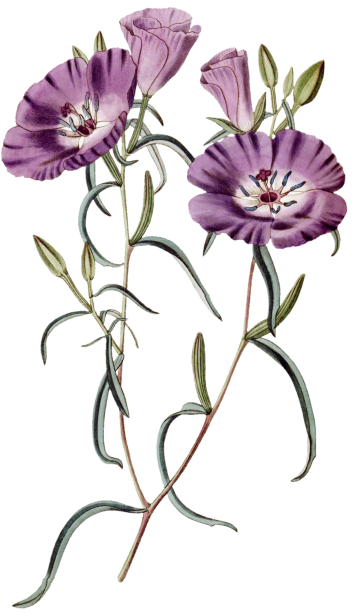 Blume Lila Blüten Clipart Kostenloses Stock Bild Public Domain Pictures