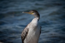 Cormorant, Bird, Ornithology
