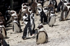 African Penguins On Boulders Beach