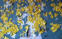 Old Color Yellow Lichen