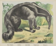 Anteater Vintage Art