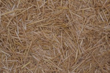Background Of Golden Straw