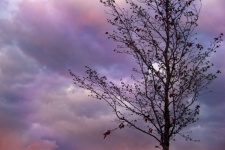 Tree Sunset Sky