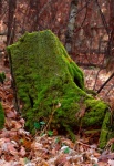 Tree Trunk Root Moss