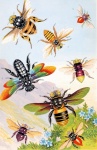 Bee Bumblebee Vintage Illustration