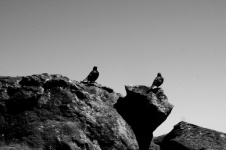 Black And White Crows On Rocks