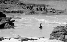 Black And White Lonely Penguin