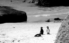 Black And White Pair Of Penguins