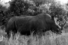 Black And White Rhino In Bush