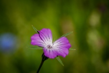 Flower, Agrostemma Githago