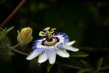 Flower, Passiflora Caerulea, Flora