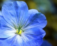 Flower Blossom Blue Geranium