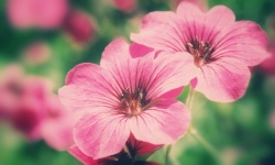 Flower Blossom Pink Pink