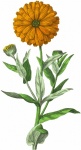 Flower Marigold Orange Flowers