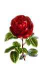 Flower Rose Blossom Clipart