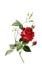 Flower Rose Blossom Clipart
