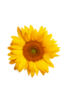 Flower Sunflower Blossom Clipart