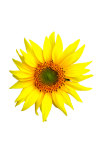 Flower Sunflower Blossom Clipart