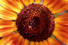 Flower Sunflower Blossom Macro