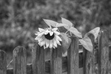 Flower Sunflower Blossom Fence