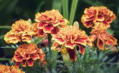 Flowers Orange Flowers Marigolds