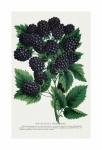 Blackberries Vintage Lllustration Old