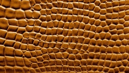 Brown Crocodile Skin Background
