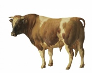 Bull Vintage Art Painting