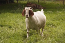 Boer Goat Pet