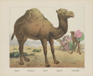 Camel Vintage Art Poster