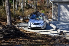Car Damaged From A Fallen Tree