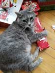 Cat With Christmas Present