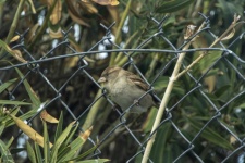 Chubby Round Sparrow Bird