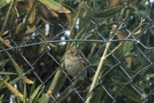 Chubby Sparrow Bird