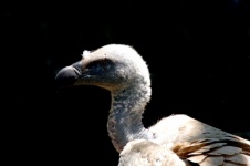 Close-up Of Vulture Bird Profile