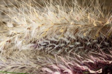 Close View Of Seeding Dry Grass