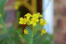 Cluster Of Yellow Bok Choy Flowers
