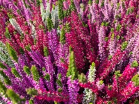 Colorful Heather